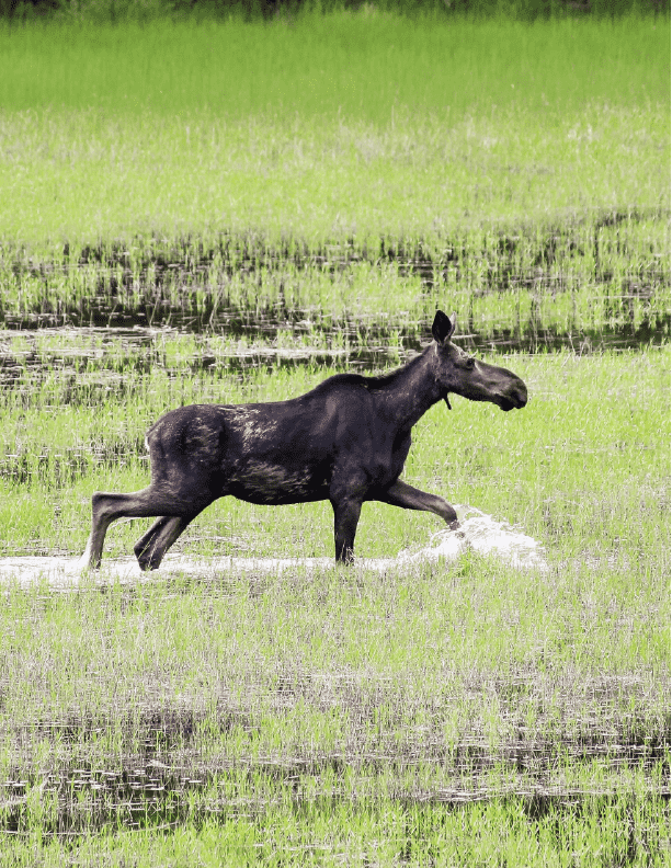 moose