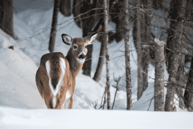 Maine Snowmobiling - Deer