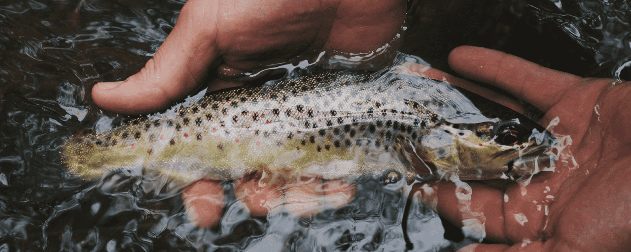 Maine GUIDED FISHING TRIPS