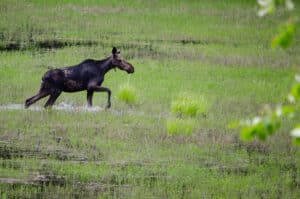 Moose Spotting