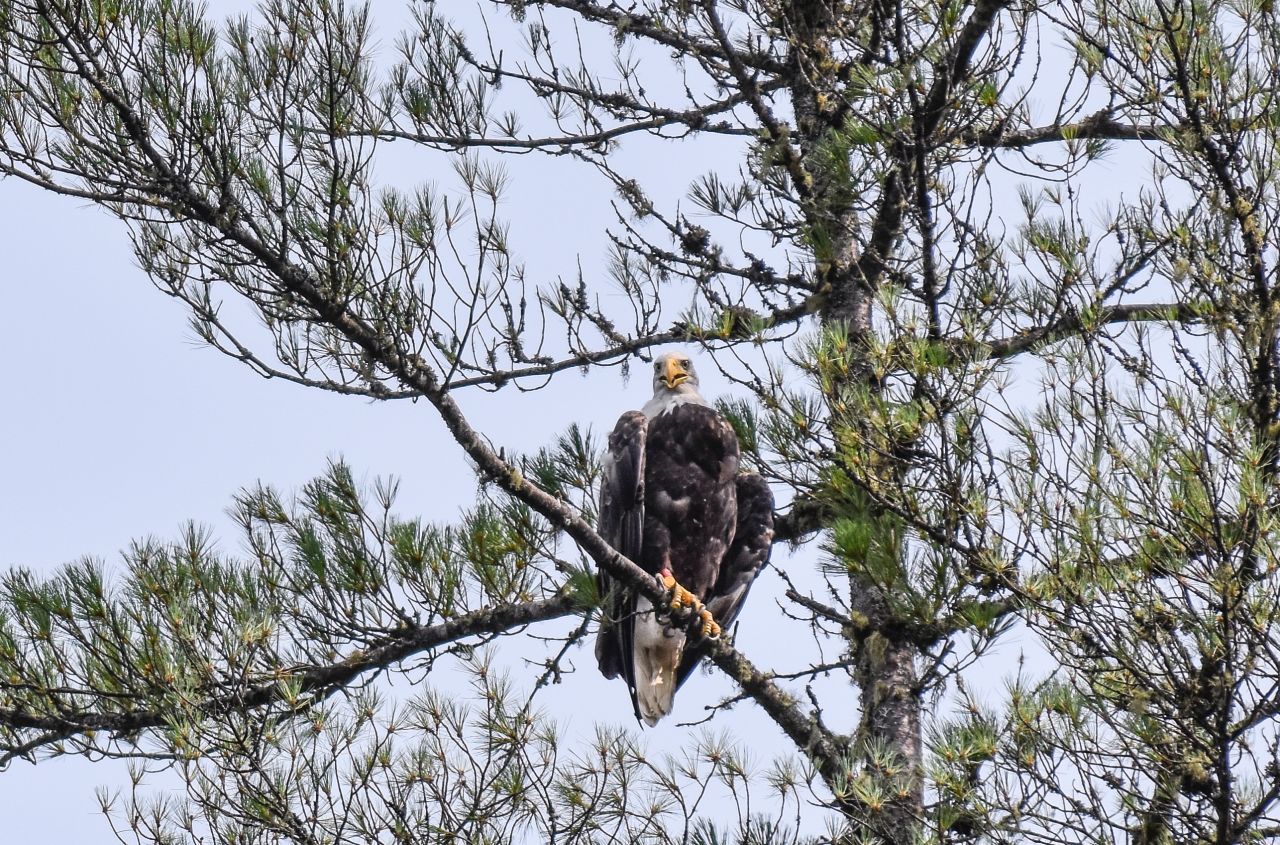 Bald Eagle